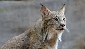 Image result for Lancashire Lynx