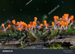 Attēlu rezultāti vaicājumam “Metatrichia sp.”