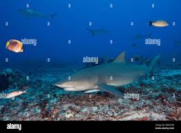 Image result for Negaprion acutidens