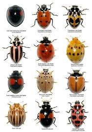 Attēlu rezultāti vaicājumam “Coccinellidae”