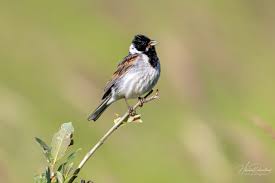 Attēlu rezultāti vaicājumam “Emberiza schoeniclus eggs”