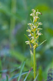 Attēlu rezultāti vaicājumam “Coeloglossum viride flower”
