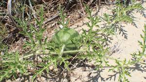 Attēlu rezultāti vaicājumam “Citrullus lanatus leaf”