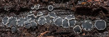 Attēlu rezultāti vaicājumam “Mollisia amenticola”