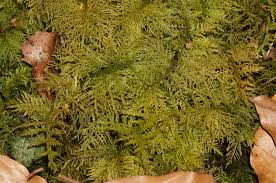 Attēlu rezultāti vaicājumam “Thuidium tamariscinum”