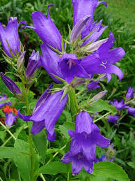 Attēlu rezultāti vaicājumam “Campanula latifolia fruit”