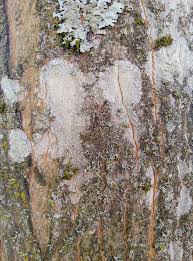 Attēlu rezultāti vaicājumam “Dicranella cerviculata”