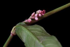 Attēlu rezultāti vaicājumam “Persicaria maculosa”
