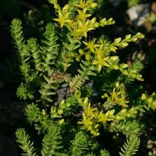 Attēlu rezultāti vaicājumam “Sedum sexangulare flower”