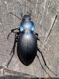 Attēlu rezultāti vaicājumam “Carabus violaceus”