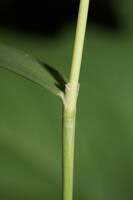 Attēlu rezultāti vaicājumam “Cinna latifolia leaf”