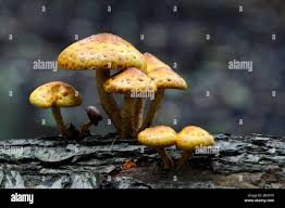 Attēlu rezultāti vaicājumam “Pholiota aurivella”