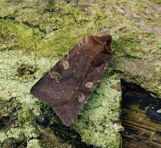 Attēlu rezultāti vaicājumam “Cerastis leucographa”