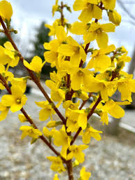 Attēlu rezultāti vaicājumam “Forsythia intermedia”
