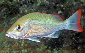 Image result for Lutjanus mahogoni