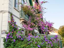 Image result for Prunkwinde