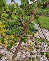 Attēlu rezultāti vaicājumam “Ulmus minor f. suberosa”