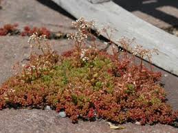 Image result for Sedum album `Coral Carpet`
