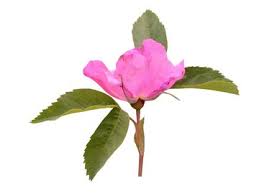 Attēlu rezultāti vaicājumam “Rosa majalis fruit”