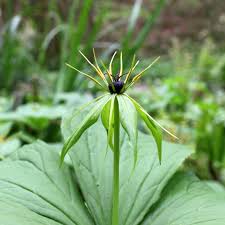 Attēlu rezultāti vaicājumam “Paris quadrifolia flower”