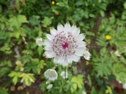 Attēlu rezultāti vaicājumam “Astrantia major flower”