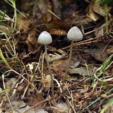 Attēlu rezultāti vaicājumam “Mycena abramsii”