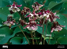 Attēlu rezultāti vaicājumam “Aquilegia vulgaris bud”