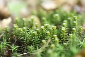 Attēlu rezultāti vaicājumam “Polytrichastrum formosum”