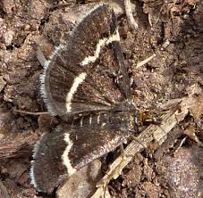 Attēlu rezultāti vaicājumam “Pyrausta cingulata”