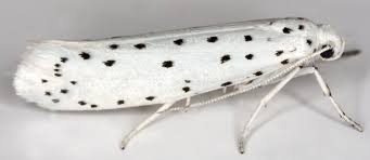 Attēlu rezultāti vaicājumam “Yponomeuta evonymella imago”