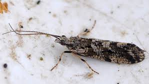 Attēlu rezultāti vaicājumam “Grypocoris sexguttatus imago”