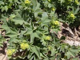 Attēlu rezultāti vaicājumam “Alchemilla subcrenata”