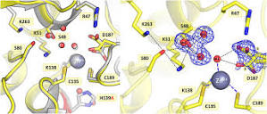 Frontiers | Probing the active site of Class 3 L-asparaginase by ...