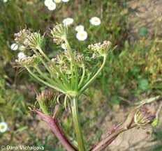Attēlu rezultāti vaicājumam “Peucedanum oreoselinum flower”