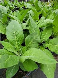 Attēlu rezultāti vaicājumam “Bunias orientalis flower”