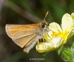 Attēlu rezultāti vaicājumam “Thymelicus lineola underside”