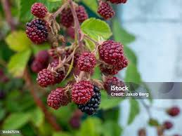 Attēlu rezultāti vaicājumam “Rubus plicatus fruit”