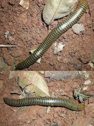 Attēlu rezultāti vaicājumam “Diplopoda”