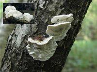 Attēlu rezultāti vaicājumam “Skeletocutis nivea”