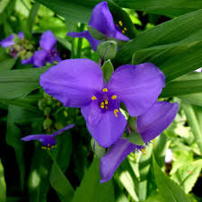 Attēlu rezultāti vaicājumam “Tradescantia virginiana flower”