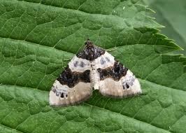 Attēlu rezultāti vaicājumam “Cosmorhoe ocellata”