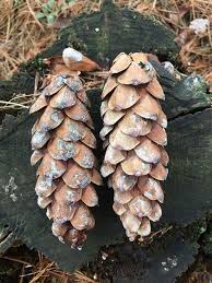 Attēlu rezultāti vaicājumam “Pinus peuce”