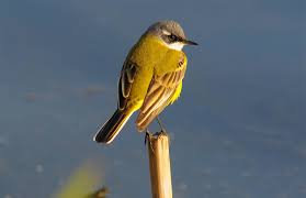 Attēlu rezultāti vaicājumam “Motacilla flava flava”