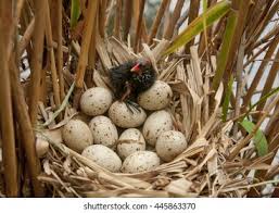 Attēlu rezultāti vaicājumam “Gallinago gallinago eggs”