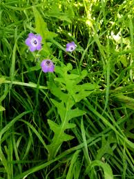 Attēlu rezultāti vaicājumam “Festuca altissima flower”