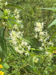 Attēlu rezultāti vaicājumam “Echinocystis lobata flower”