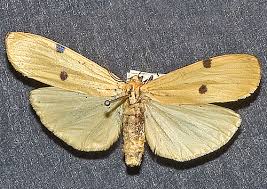 Attēlu rezultāti vaicājumam “Lithosia quadra female”