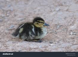 Attēlu rezultāti vaicājumam “Anas platyrhynchos juvenile”