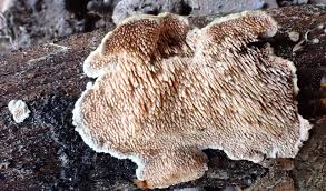 Attēlu rezultāti vaicājumam “Steccherinum bourdotii”