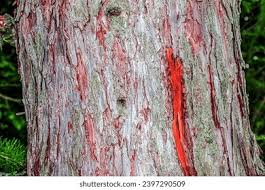 Attēlu rezultāti vaicājumam “Larix decidua var. polonica”